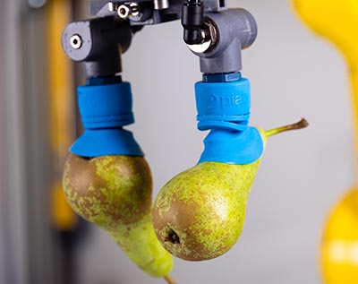 Two vacuum grippers each hold a pear.